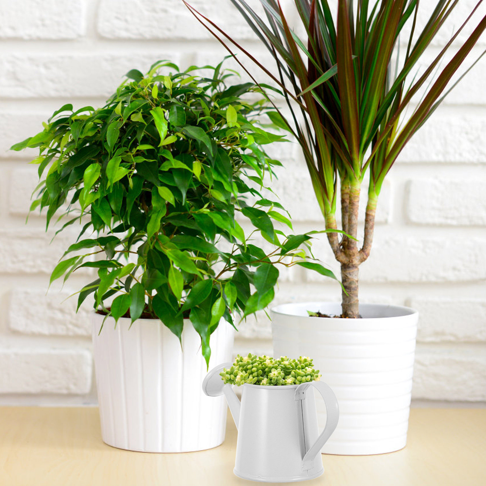 多肉植物用ミニ鉄製じょうろ 小型コンパクト装飾用植物水やりポ - Home Office Bookshelves のレビューと価格